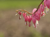 Bleeding Heart Flowers (Dicentra)