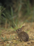 Baby Cottontail Rabbit  Sylvilagus Floridanus  with Tick Parasites  Eastern USA