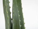 Close Up of Aloe Vera Plant