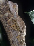 Leaf-Tailed Gecko  Uroplatus Henkeli  Madagascar  Showing Protective or Cryptic Coloration