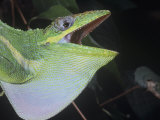 Defensive Posture of the Cuban Anole  Anolis Equestris  Cuba