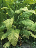 Tobacco Plants at Harvest Time  Nicotiana Tabacum  North Carolina  USA