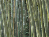 Bamboo Stems  Phyllostachys Atrovaginata