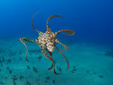 Day Octopus Swimming (Octopus Cyanea)  Hawaii