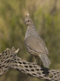 Scaled Quail (Callipepla Squamata) on a Cholla Cactus Skeleton  Sonoran Desert  Arizona  USA