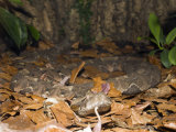 Gaboon Viper (Bitis Gabonica)  Gabon  West Africa
