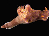 Nudibranch