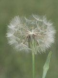 Goatsbeard Seed Head and Flower Bud (Tragopogon Pratensis)  North America