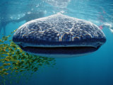 Whale Shark  Rhincodon Thypus  Usa  Haiwaii  Pacific Ocean