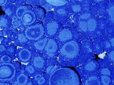Azurite  an Ore of Copper  Arizona  USA