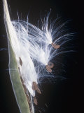 Butterfly Weed Seeds Being Dispersed by the Wind  Asclepias Tuberosa  Eastern USA