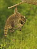 Common Raccoon (Procyon Lotor)Juvenile