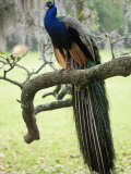 Male Peacock  Pavo Cristatus