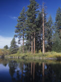 Ponderosa Pines on the Shore of a Mountain Lake  Pinus Ponderosa  Western North America