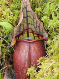 Pitcher Plant (Sarracenia) Carnivorous Plant Growing in a Sphagnum Moss Bog