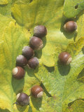 White Oak Tree Acorns and Leaves (Quercus Alba)  North America