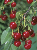 Pie Cherries on the Tree  'Northstar'  (Prunus Cerasus)