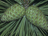 Unopened Young Female or Seed Cones of the Ponderosa Pine  Pinus Ponderosa  Western USA