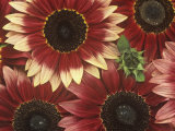 Sunflowers (Helianthus Annus)  Razzmatazz Variety