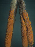 Underwater View of Mangrove Prop Roots with Button Tunicates (Distaplia Corolla)  Belize  Caribbean