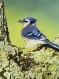 Blue Jay (Cyanocitta Cristata)  North America