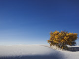 Autumn Foliage Among the Dunes  White Sands National Monument  New Mexico  USA