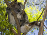 Koala Resting in a Tree (Phascolarctos Cinereus)  Australia