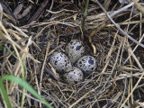 Wilson's Phalarope Nest with Eggs (Phalaropus Tricolor)  North America