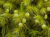 Moss Gametophytes with the Stalks and Capsules of their Sporophytes  Oregon  USA