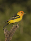 Western Tanager Male (Piranga Ludoviciana) on a Snag  Western North America