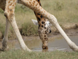 Rothschild's Giraffe Drinking  Giraffa Camelopardalis Rothschildi  East Africa