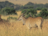 Eland on the Savanna  Taurotragus Oryx  East Africa