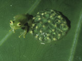 Glass Frog (Centrolenella Prosoblepon) with Eggs on a Leaf  Central America