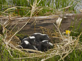 Striped Skunk Babies in their Nest  Mephitis Mephitis  North America