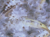 Milkweed  Asclepias Syriaca  Seeds Being Dispersed from Seed Pods by the Wind  North America