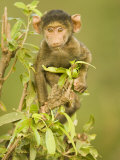 Olive Baboon Baby  Papio Anubis  East Africa