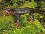 Red-Bellied Newt  Taricha Rivularis  California  USA