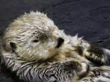 California Sea Otter (Enhydra Lutris)  California  USA