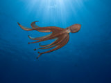 Day Octopus Swimming (Octopus Cyanea)  Hawaii  USA