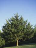 Eastern Red Cedar Tree (Juniperus Virginiana)  North America