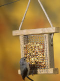 Tufted Titmouse (Parus Bicolor) Feeding at a Nut Feeder  North America