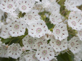 Mountain Laurel Flowers (Kalmia Latifolia)  Eastern North America