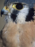 American Kestrel  Falco Sparverius  Head and Whiskers  North America