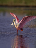Roseate Spoonbill (Ajaia Ajaja) Florida  USA