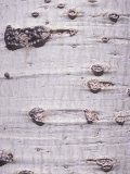 Bark of the Quaking Aspen Tree (Populus Tremuloides)  Western North America Note the Lenticels