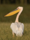 African White Pelican  Pelecanus Onocrotalus  Nakuru National Park  Kenya  Africa