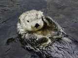 California Sea Otter (Enhydra Lutris)  California  USA