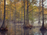 Bald Cypress Trees (Taxodium Distichum) in Spring Lake  Wall Doxey State Park  Mississippi  USA