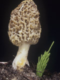 Morel Mushroom  Morchella Crassipes  Ascomycetes  North America