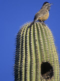 Cactus Wren on a Saguaro Cactus (Campylorhynchus Brunneicapillus)  Arizona  USA